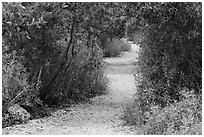 Trail, Convoy Point. Biscayne National Park, Florida, USA. (black and white)
