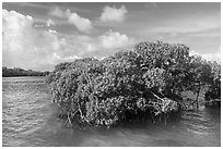 Mangrove and clear water, Swan Key. Biscayne National Park ( black and white)