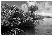 Mangrove shore, Swan Key. Biscayne National Park ( black and white)