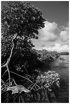 Tall mangrove tree, Swan Key. Biscayne National Park ( black and white)