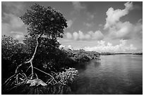Tall mangrove tree and channel, Swan Key. Biscayne National Park ( black and white)