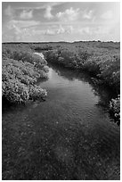 Creek. Biscayne National Park ( black and white)