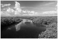 Narrow channel lined with mangroves. Biscayne National Park ( black and white)
