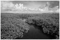 Channel in mangrove forest. Biscayne National Park ( black and white)