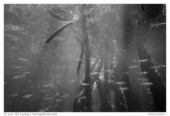 Mangrove root system shelters fish, Convoy Point. Biscayne National Park (black and white)