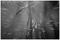 Mangrove root system shelters fish, Convoy Point. Biscayne National Park ( black and white)