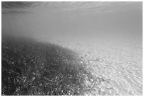 Underwater view of seagrass and sand, Garden Key. Dry Tortugas National Park, Florida, USA. (black and white)