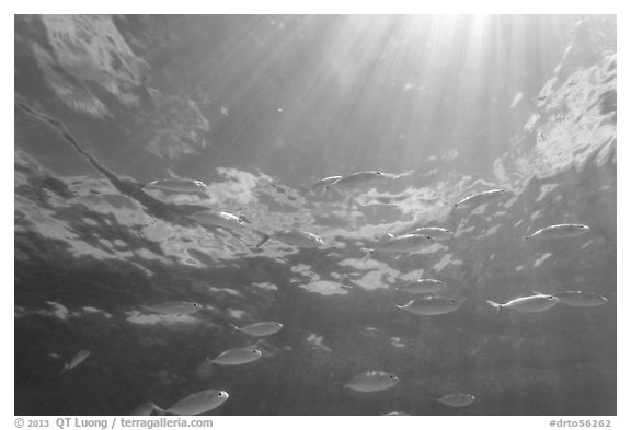 Tropical fish (Blue Runners) and sunrays, Garden Key. Dry Tortugas National Park, Florida, USA.