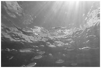 Tropical fish (Blue Runners) and sunrays, Garden Key. Dry Tortugas National Park, Florida, USA. (black and white)