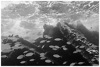 School of Bermuda Chubs, Avanti wreck, and surge. Dry Tortugas National Park, Florida, USA. (black and white)