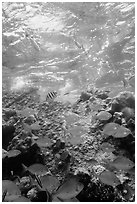 Tropical fish around Avanti wreck. Dry Tortugas National Park, Florida, USA. (black and white)