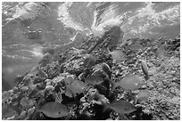 Fish, Windjammer Wreck, and surge. Dry Tortugas National Park, Florida, USA. (black and white)