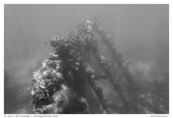 Sunken wreck of Avanti. Dry Tortugas National Park (black and white)