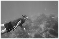 Free diver swimming amidst fish and coral. Dry Tortugas National Park, Florida, USA. (black and white)