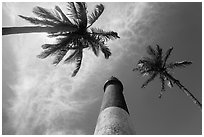 Looking up palm trees and Loggerhead Lighthouse. Dry Tortugas National Park, Florida, USA. (black and white)
