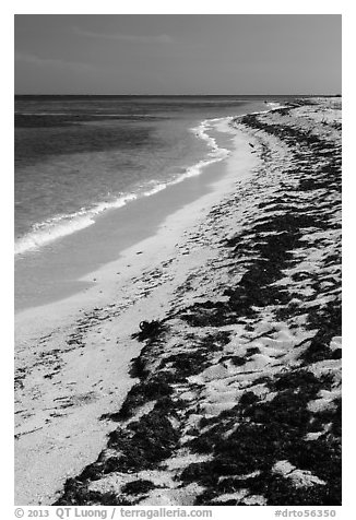 Beached seagrass and shoreline, Loggerhead Key. Dry Tortugas National Park (black and white)