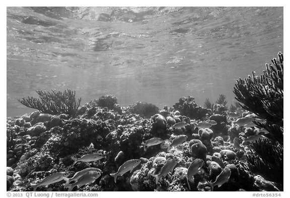 Fish and coral reef, Little Africa, Loggerhead Key. Dry Tortugas National Park (black and white)