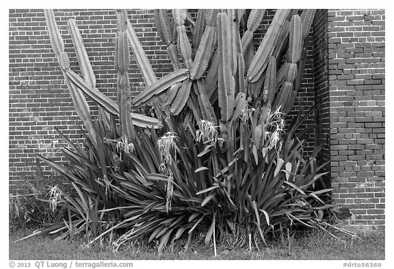 Cactus and brick walls. Dry Tortugas National Park (black and white)
