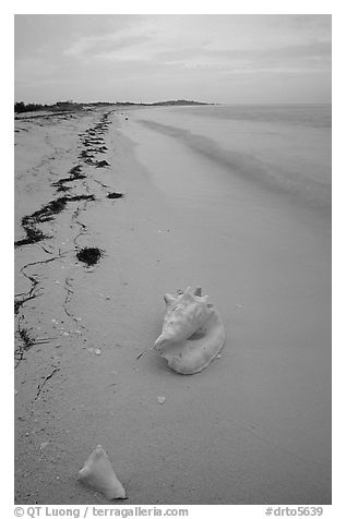 Conch shell and sand beach on Bush Key. Dry Tortugas National Park (black and white)