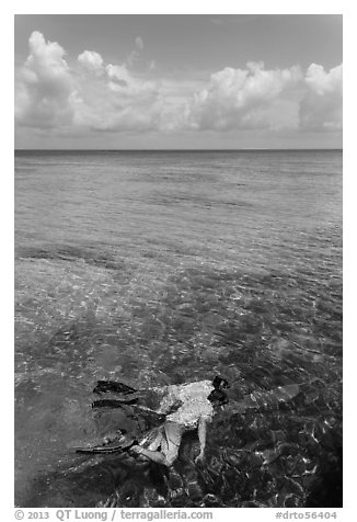 Man and boy snorkeling on reef. Dry Tortugas National Park (black and white)