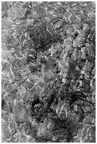 Coral underwater seen from above, Garden Key. Dry Tortugas National Park, Florida, USA. (black and white)
