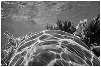 Large brain coral, Little Africa reef. Dry Tortugas National Park ( black and white)