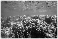 Coral reef, Little Africa, Loggerhead Key. Dry Tortugas National Park, Florida, USA. (black and white)