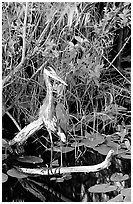 Great Blue Heron. Everglades National Park ( black and white)