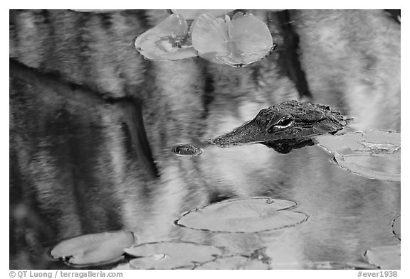 Alligator eye emerging from swamp. Everglades National Park (black and white)
