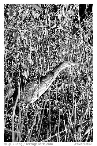 American Bittern. Everglades National Park (black and white)