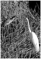 American Bittern and Great White Heron. Everglades National Park, Florida, USA. (black and white)