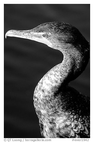 Cormorant. Everglades National Park (black and white)