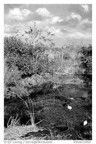 Egrets, alligators, ahinga, from the Ahinga trail. Everglades National Park (black and white)