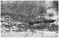 American Alligator in marsh. Everglades National Park, Florida, USA. (black and white)