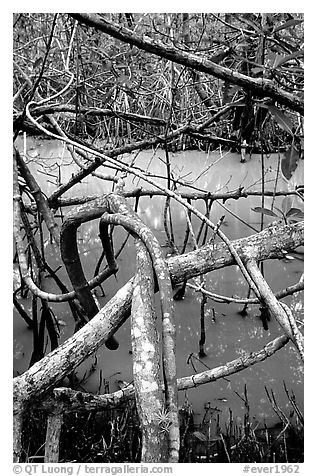Mangroves giving the water a red color, Snake Bight trail. Everglades National Park (black and white)