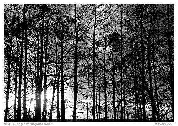 Cypress at sunrise, near Pa-hay-okee. Everglades National Park (black and white)