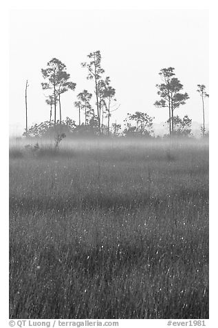 Slash pine trees, sawgrass prairie and fog at sunrise. Everglades National Park, Florida, USA.