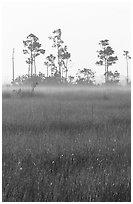 Slash pine trees, sawgrass prairie and fog at sunrise. Everglades National Park ( black and white)