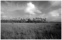 Sawgrass prairie and slash pines near Mahogany Hammock. Everglades National Park ( black and white)