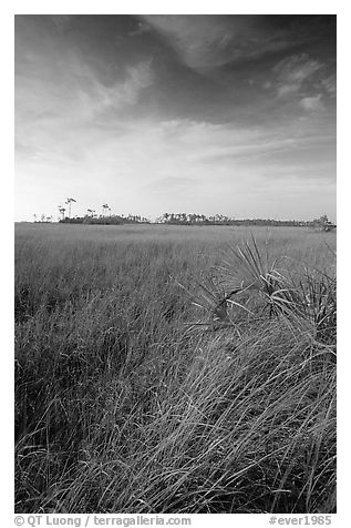 Sawgrass (Cladium jamaicense). Everglades National Park (black and white)