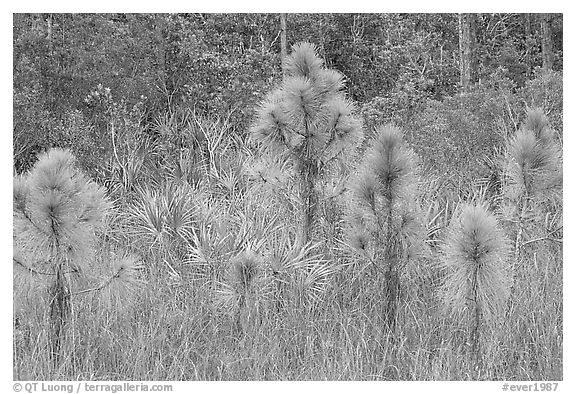 Young pines. Everglades National Park (black and white)