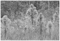 Young pines. Everglades National Park ( black and white)