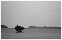 Mangroves and low islands in Florida Bay, dusk. Everglades National Park ( black and white)