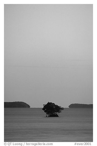 Mangroves trees and low islands in Florida Bay, dusk. Everglades National Park (black and white)