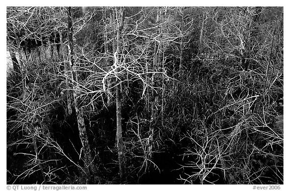 Cypress at Pa-hay-okee, dusk. Everglades  National Park (black and white)