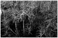 Cypress at Pa-hay-okee, dusk. Everglades National Park ( black and white)