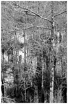 Cypress and swamp at Pa-hay-okee. Everglades National Park ( black and white)