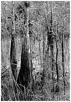 Cypress (Taxodium ascendens) and sawgrass (Cladium jamaicense), morning. Everglades National Park ( black and white)