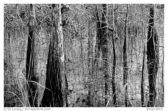 Cypress and sawgrass close-up near Pa-hay-okee, morning. Everglades National Park (black and white)