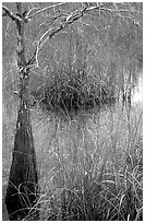 Swamp with cypress and sawgrass  near Pa-hay-okee, morning. Everglades National Park, Florida, USA. (black and white)